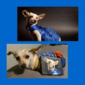 Alex portrait Spokesdog Cinderella